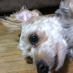 JoelPepper04 - @disshonestapps - Instagram