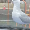 Joel Ring - @joel.ring - TikTok