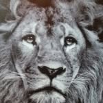 Joel Ringelhäuser - @ring.joel - Instagram