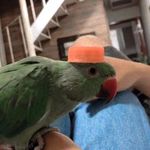 JOEL TERRA - @joel_ringneck - Instagram