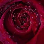 Joel Rojo - @joel.rojo.14606 - Instagram