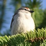 Joel Stauffer - @jolzbirdz - Instagram