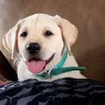 Joel stormo - @stormojoel - Instagram