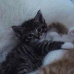 @joeltrappa - Instagram