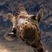 Joel Leighton Tullos - Facebook