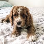 Billy Joel Webber - @burleighsbilly - Instagram