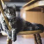 Joel J. Wechsler - @cutecats08505 - Instagram
