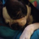 Joelle King - @puppy_joelle - Instagram