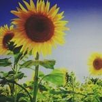 Joetta Johnson Bond - @jjbond219 - Instagram