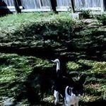 Joetta Thompson - @joettafarmer42 - Instagram