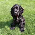 @joey_a_spaniel - Instagram