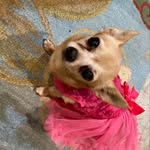 Joey Beach - @jojobeachthewonderdog - Instagram
