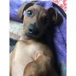 🐶🐾 - @_joey_bean_ - Instagram