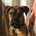 Joey Bean - @joey.bean.56 - Instagram