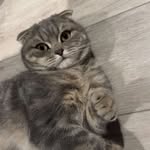 Joey Bean - @joeyscottishfold - Instagram