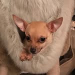 Joey Bean - @joeybean.ak - Instagram