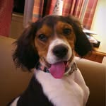 Joey Bean - @joey_bean_brittany - Instagram