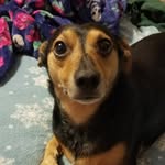 Joey Bean - @joeybean_the_weenie - Instagram