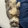 Joey Bean - @joeythescottishfold - TikTok