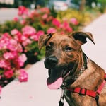 Joey Bean - @joey_beansprout - Instagram