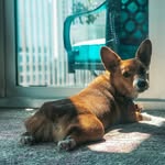 Joey Bean 🥜 - @joey.the.corgi01 - Instagram