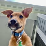 joey - @joey.beans1 - Instagram