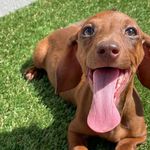 Joseph Archibald Wimberly - @joeybeantheween - Instagram