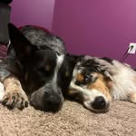 Joey Biggs - @cupbernbelle - Instagram