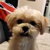 JoeyBiGGs - @joeybiggs79 - TikTok