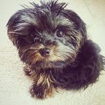 @joey_blake_bella - Instagram