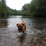 Joey Brewer🐾🖤 - @joeybrewer60 - Instagram