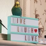 Joey Bright - @joeythebudgie19 - Instagram
