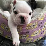 Joey Ramone Bulldog - @joey_ramone_sena_brito - Instagram