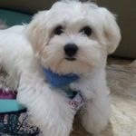 Joe Cavanaugh Dias - @joe_cavanaugh_dias - Instagram