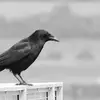 Joey Crow - @joey.crow - TikTok