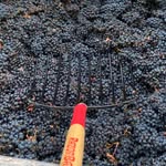 Joey DeCarlo - @living_room_vintner - Instagram