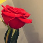 Joey Devito - @joey__devito - Instagram