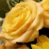 @joey.dëvïtò - @joey.devito - TikTok