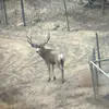 Joey Dewitt - @i_love_huntin - TikTok