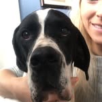 Joey + Hope The Pointers - @pointerjoey - Instagram