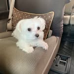 Joey Kuo - @kuojoeykuo - Instagram