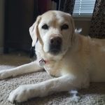 Joey Malone - @joeylmalone - Instagram