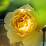 Joey McDaniel - @flowerwalksbyjoey - Instagram