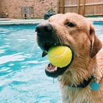 Joey Middleton - @joseph_theyellowlab - Instagram