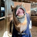 Joey Ochoa - @hyperion_the_horse - Instagram