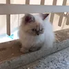 Joey Patrick - @joey.madani - TikTok