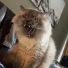 Joey - @joey.patton - TikTok