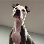 Joey Reece - @joey.reece.7 - Instagram