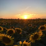 Joey Roesch - @joeyroesch - Instagram