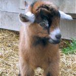 Joey Anthony Sprague - @joeysprague1goat - Instagram